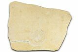 Horseshoe Crab Fossil w/ Floating Crinoids - Solnhofen Limestone #325631-1